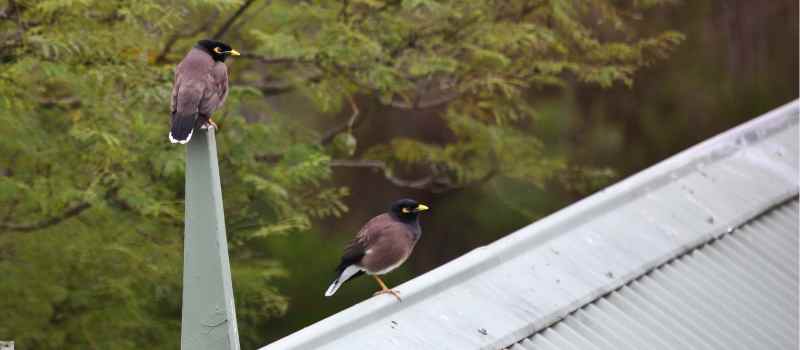 Bird Pest Control Service