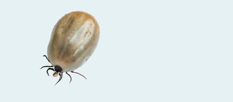 The Risks of Ticks