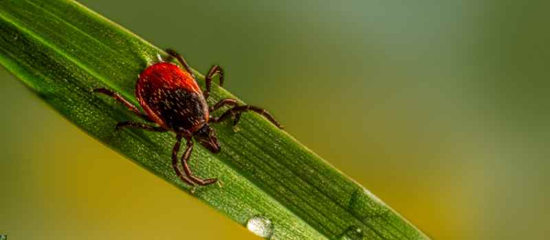 Tick Control Melbourne