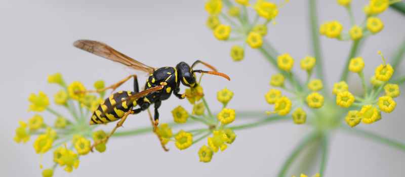 Wasp Control Melbourne