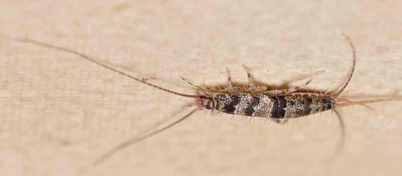 Stop Silverfish From Invading