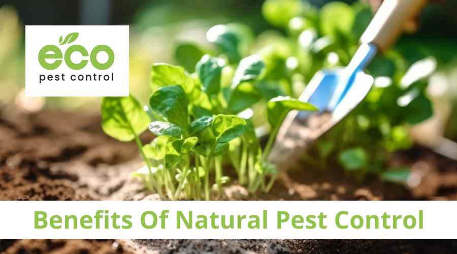 Why Natural Pest Control Beats Toxic Chemicals