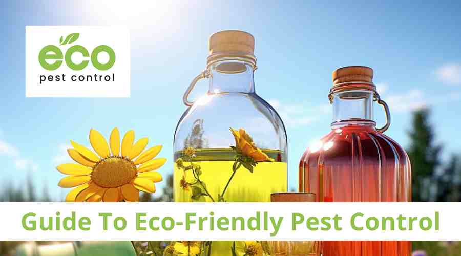 Guide to Eco-Friendly Pest Control For Homeowners