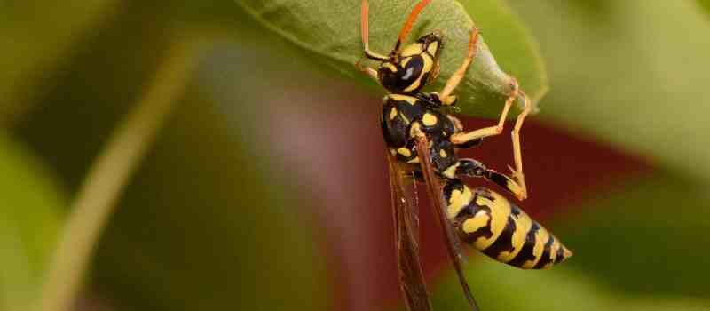 Facts About Wasp