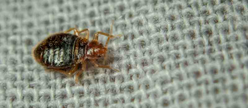 Signs Of Bed Bug