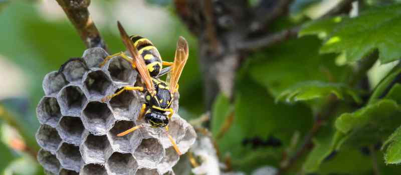 Affordable Treatments For Wasps