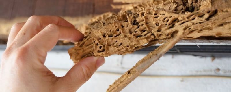 How Termites Cause Structural Damage