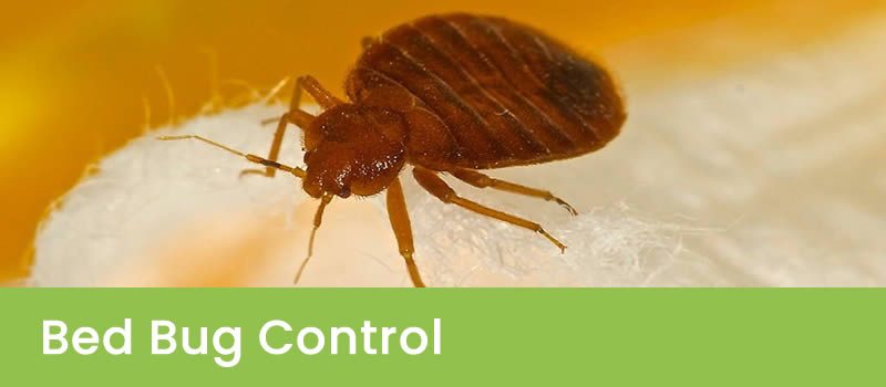 Bed Bug Control Melbourne