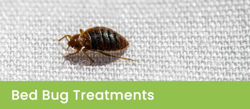 Bed Bug Treatment Services- Get Rid Of Bedbugs