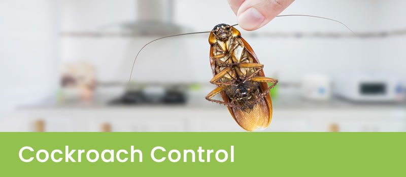 Cockroach Control Melbourne