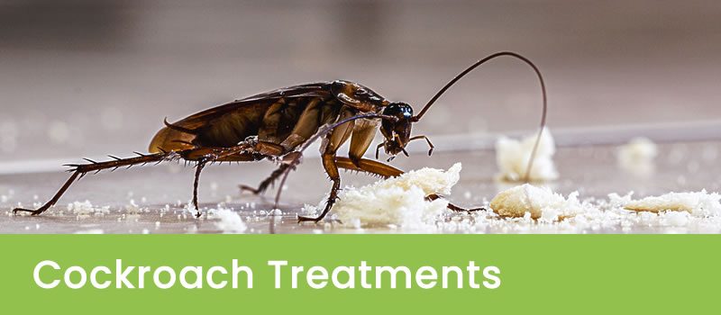 Cockroach Treatment Melbourne