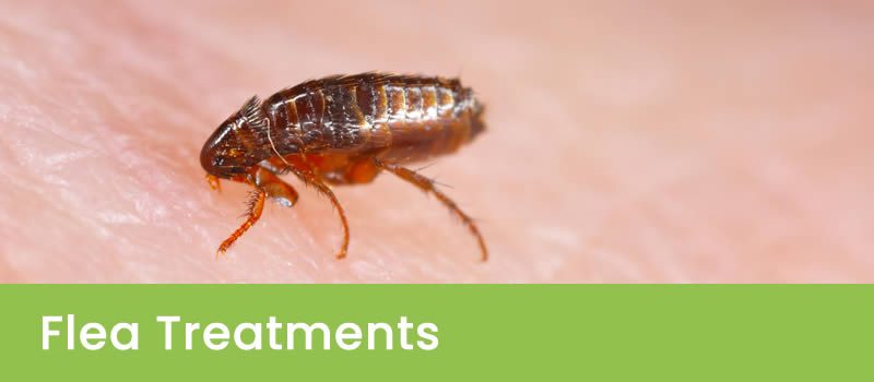 Melbourne Flea Pest Control Services