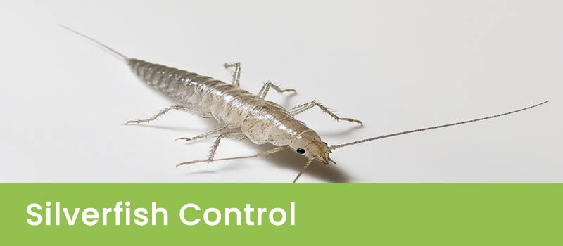 Silverfish Control Melbourne