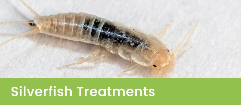 Melbourne Silverfish Pest Control