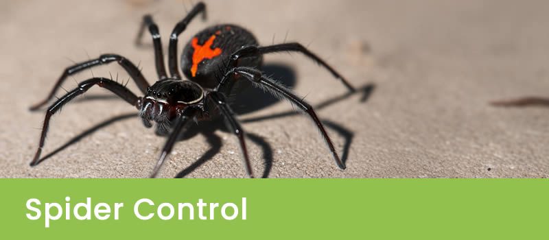 Spider Control Melbourne