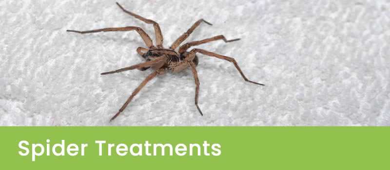 Melbourne Spider Control Treatments