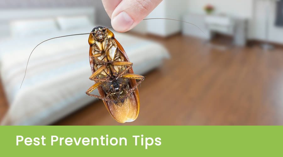 Tips For Home Pest Control