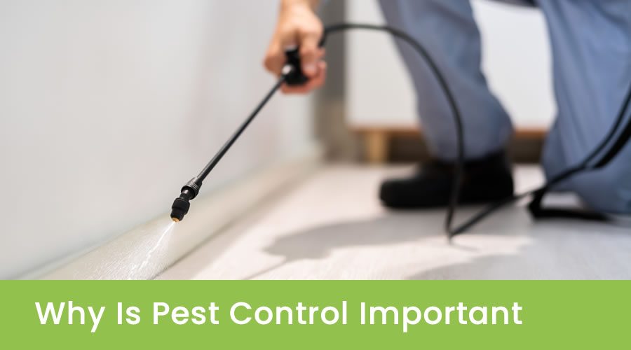 Why is Pest Control Important