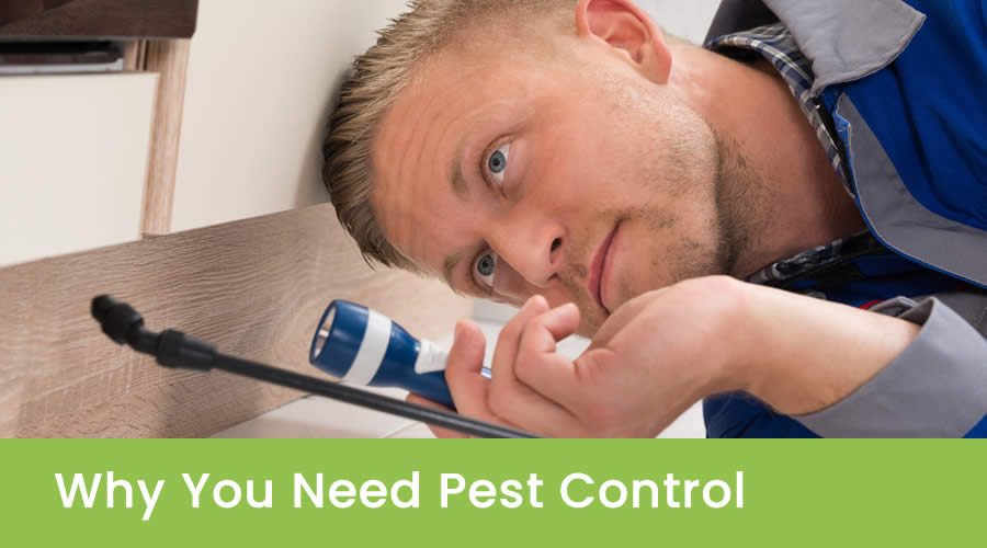 Importance Of Pest Control